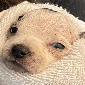 Pets Are the Best Medicine 